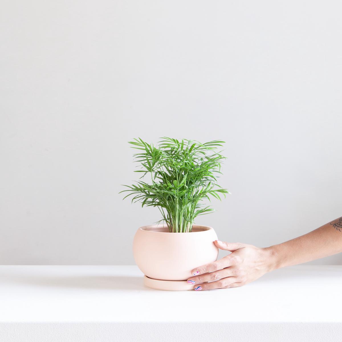 6 Inch MOMMA POTS BOLL - BLUSH