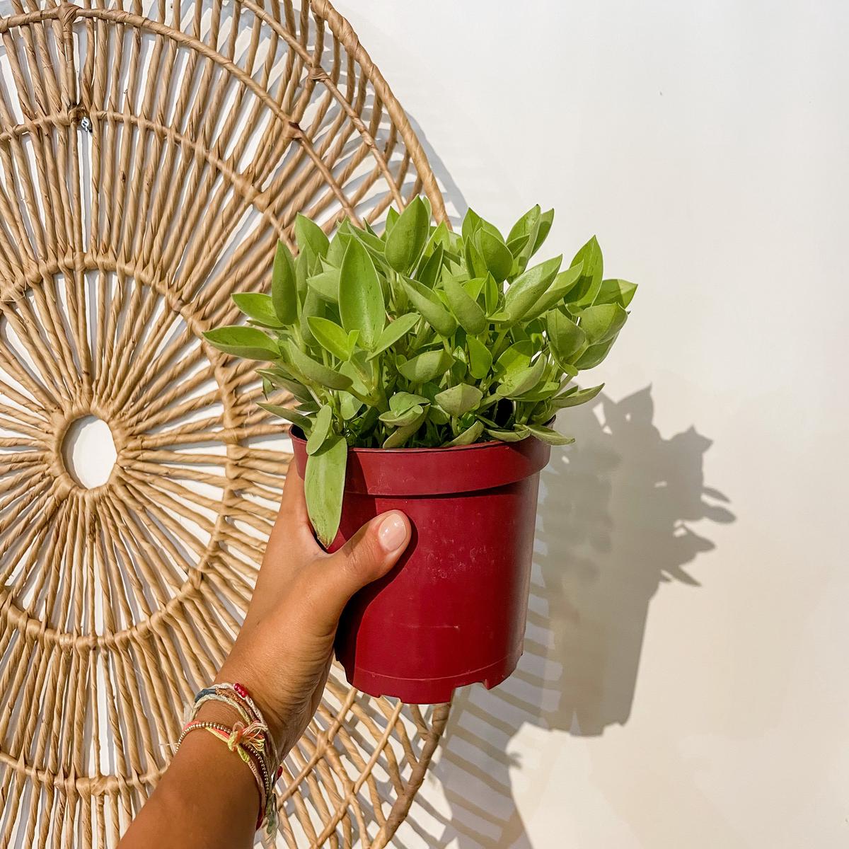 6" Peperomia 'Pixie Lime'