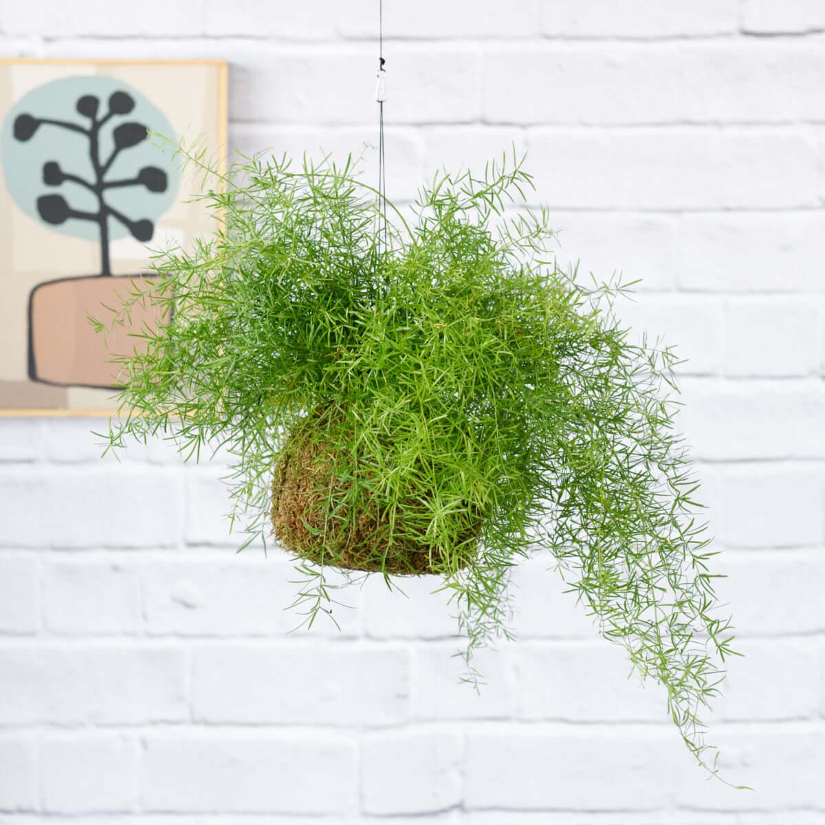 Asparagus Fern Mossball