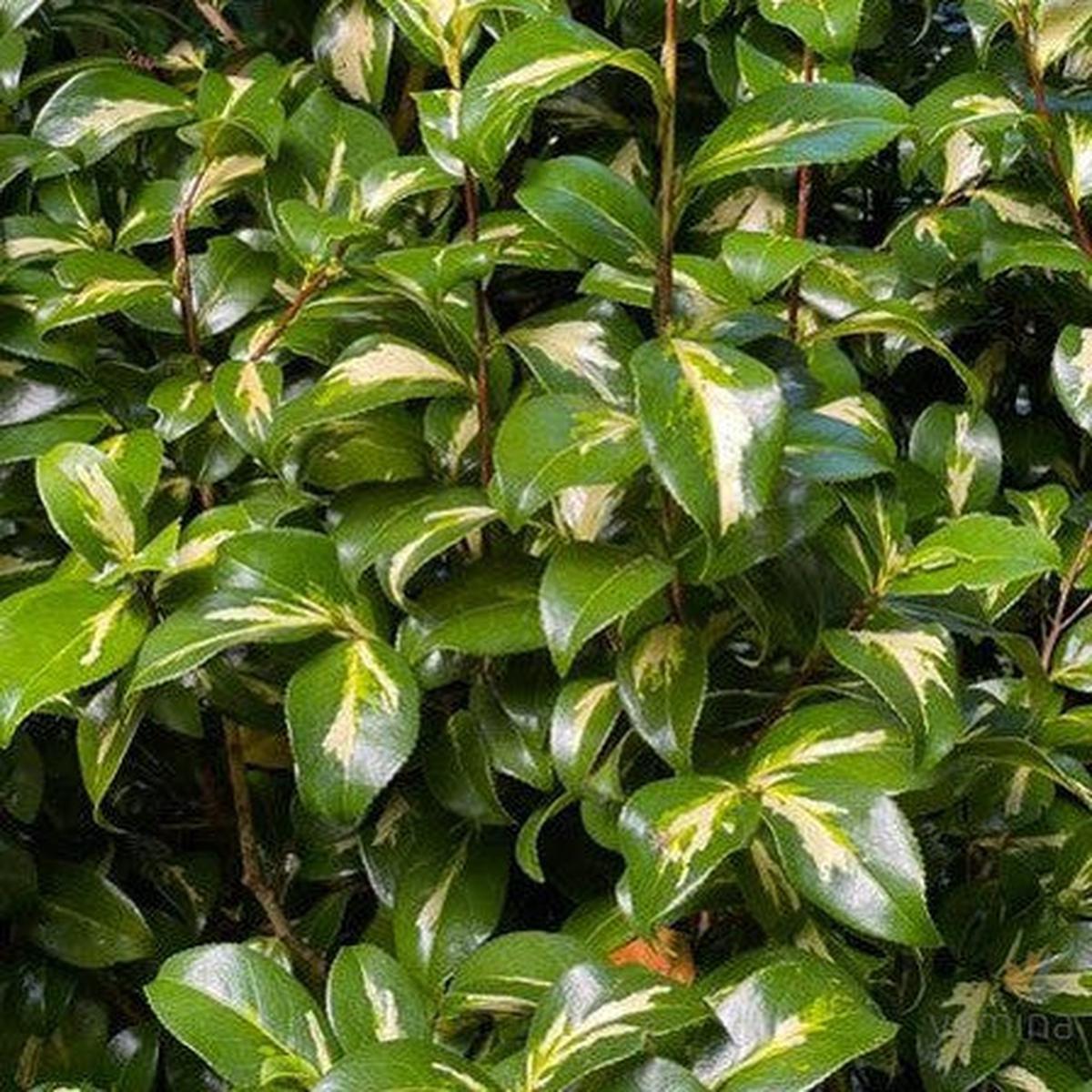 Camellia japonicum Reigyoku