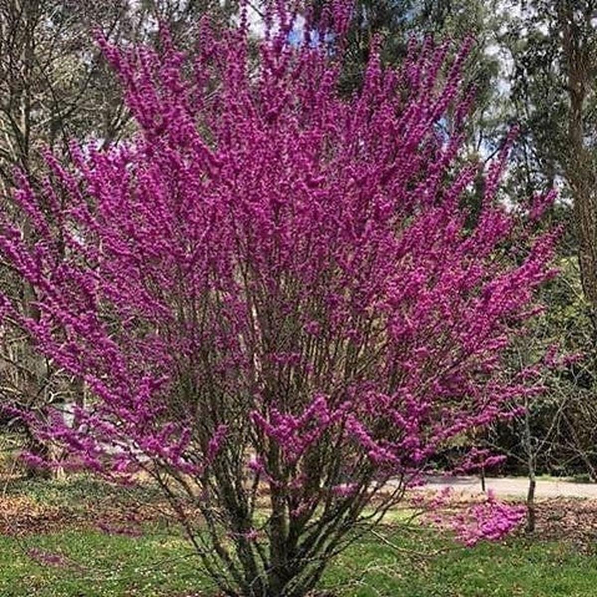 Cercis chinensis Avondale