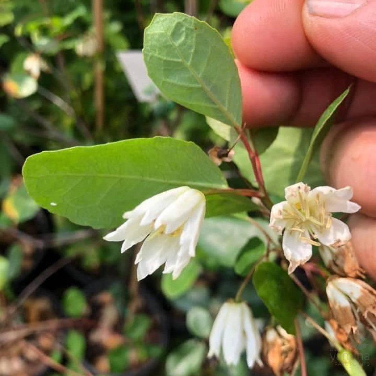 Crinodendron patagua