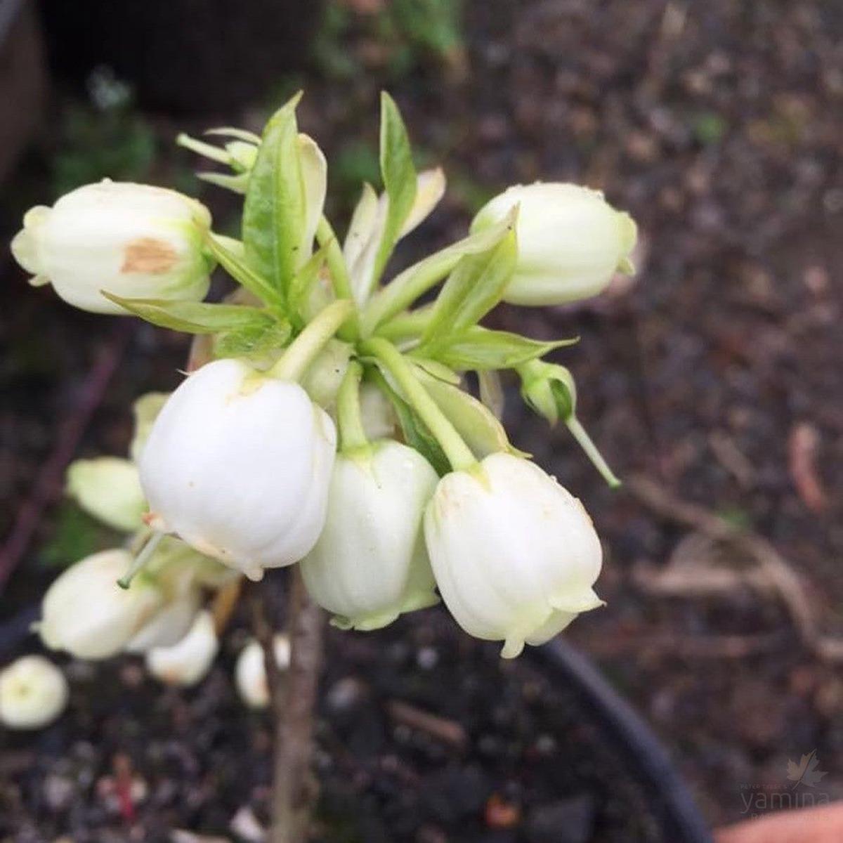 Enkianthus serrulatus