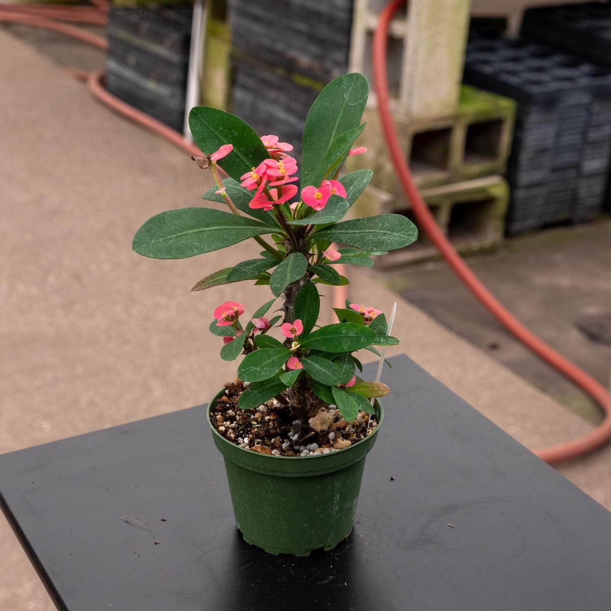 Euphorbia millii Pink Cadillac