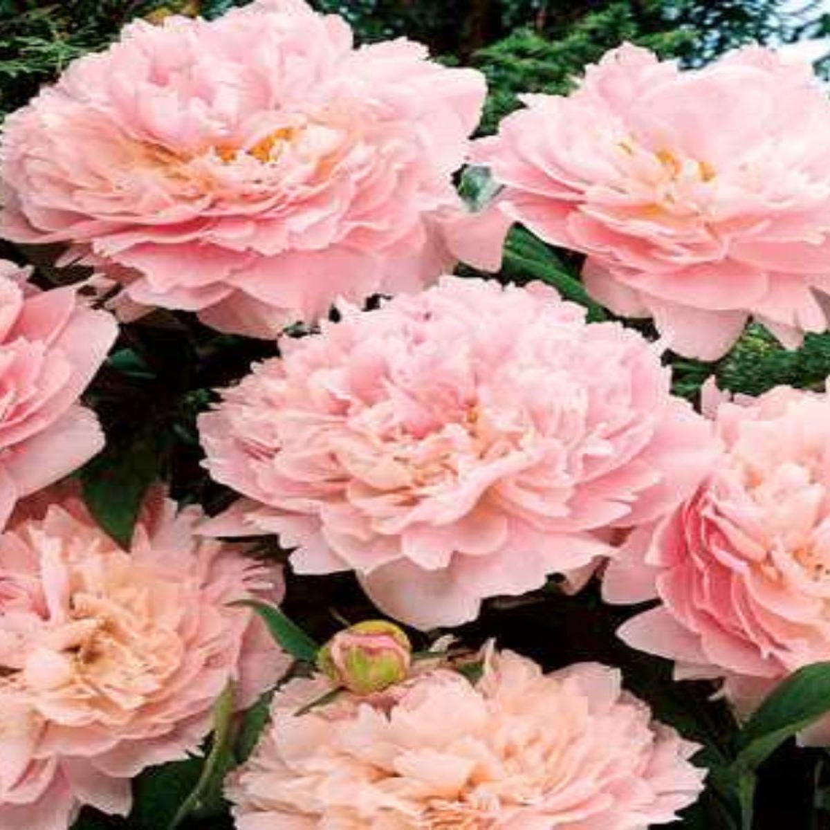 Peony 'Sarah Bernhardt' 2G