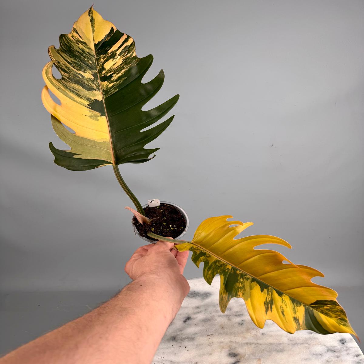 Philodendron Caramel Marble