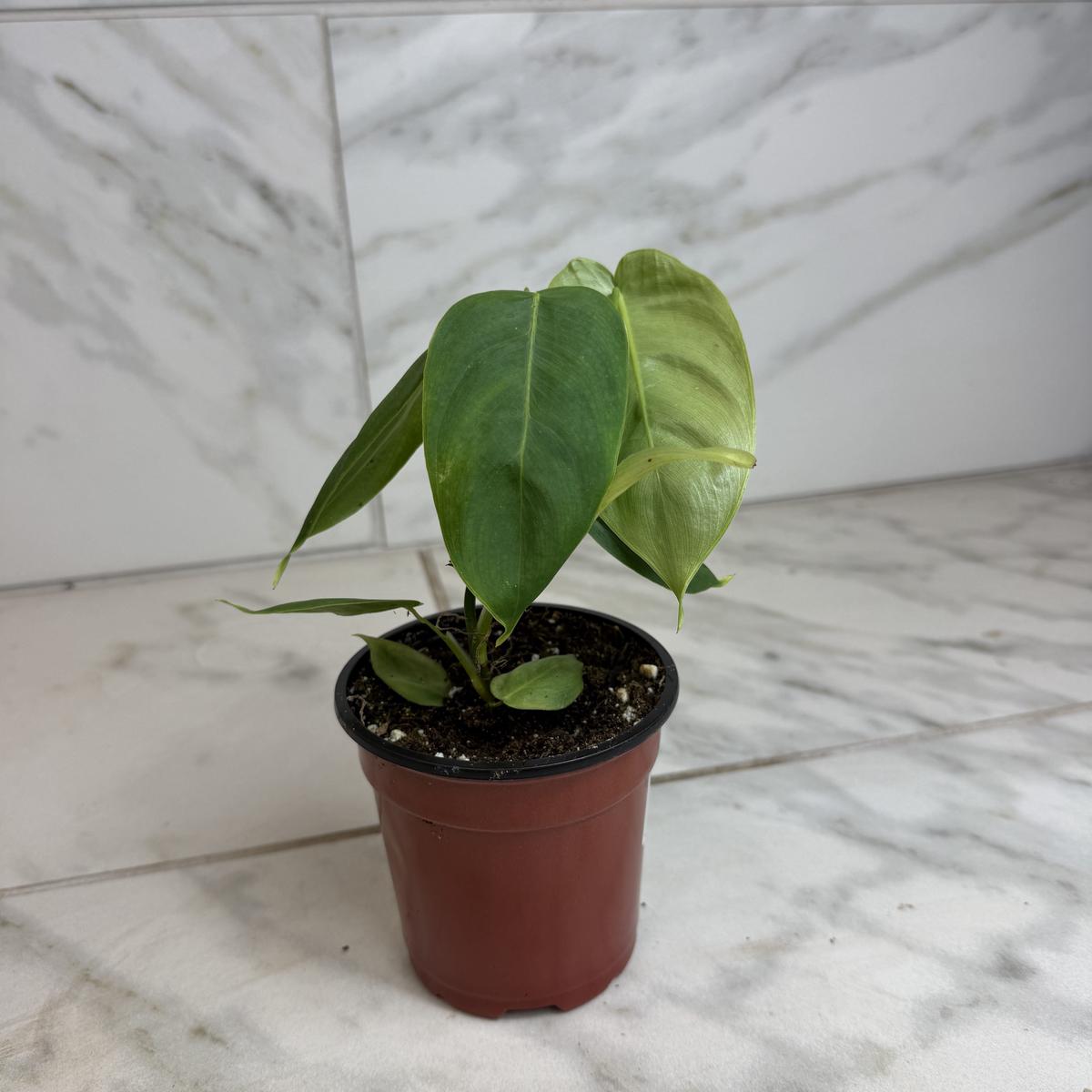 Philodendron Sharoniae, 4" Plant