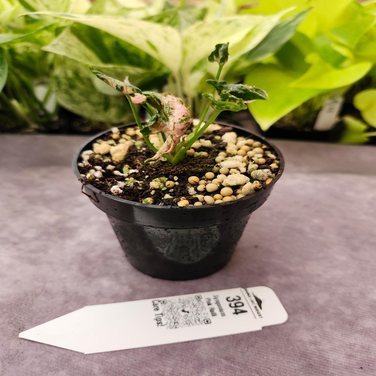 Syngonium Pink Rolli (3in)- 394