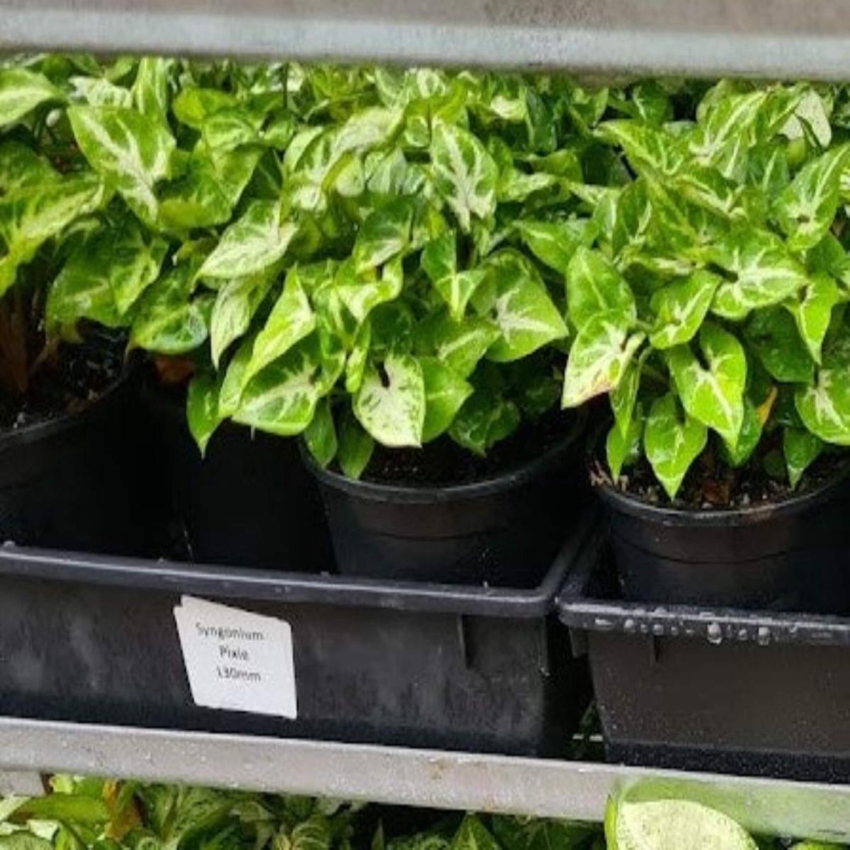 Syngonium 'Pixie' (Arrowhead Vine)