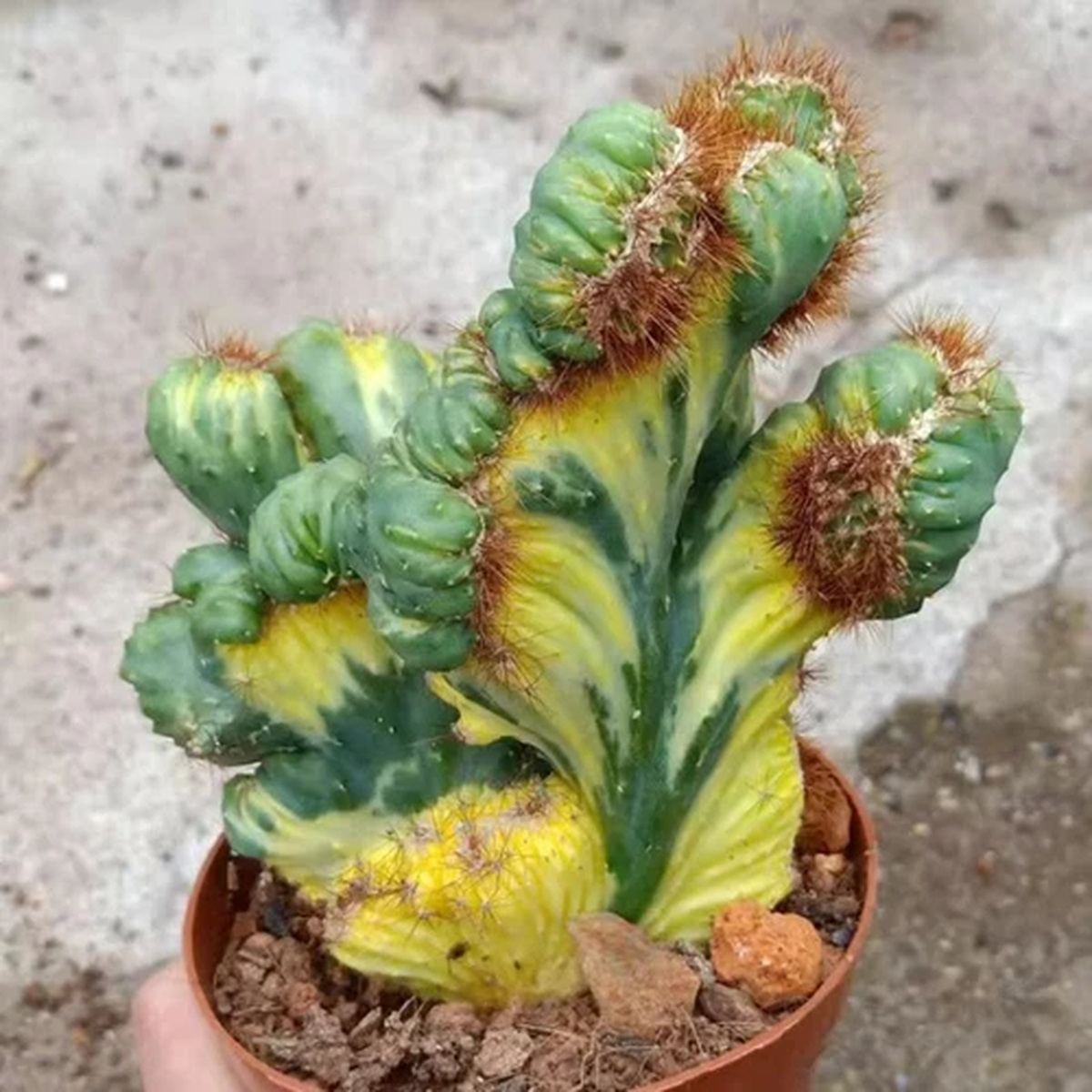 12CM Succulent Cactus Plant Cereus Menst Variegated Cactaceae Home Garden Plant