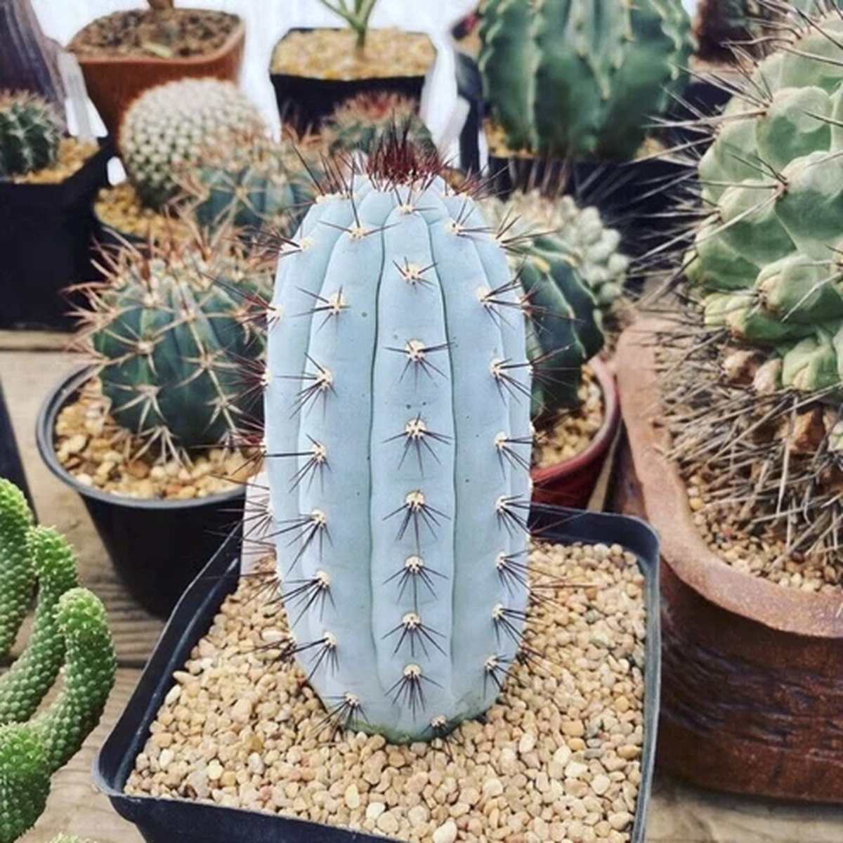 12CM Succulent Cactus Plant Cipocereus Bradei Cactaceae Home Garden Beautiful