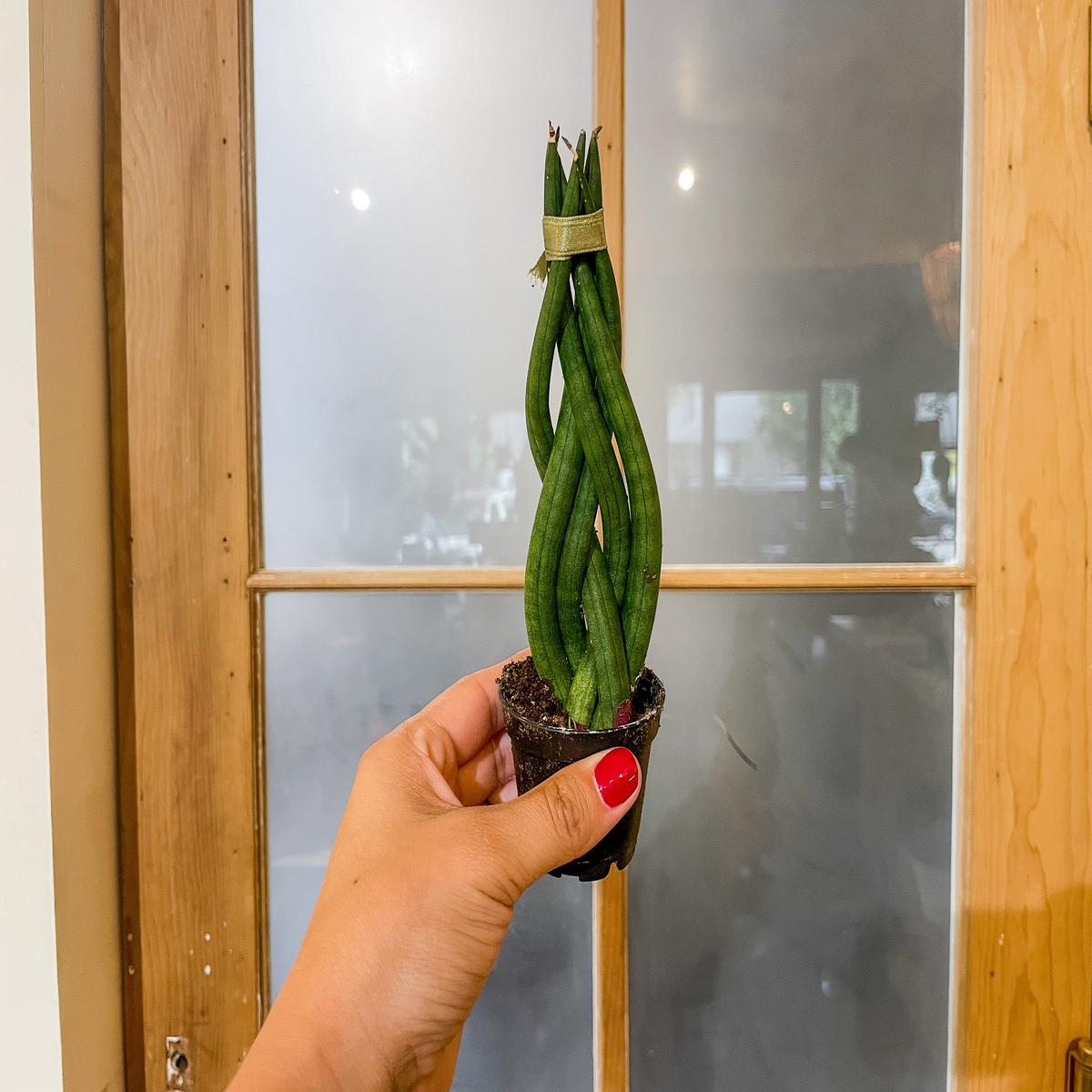 2" Sansevieria Dragon Fingers