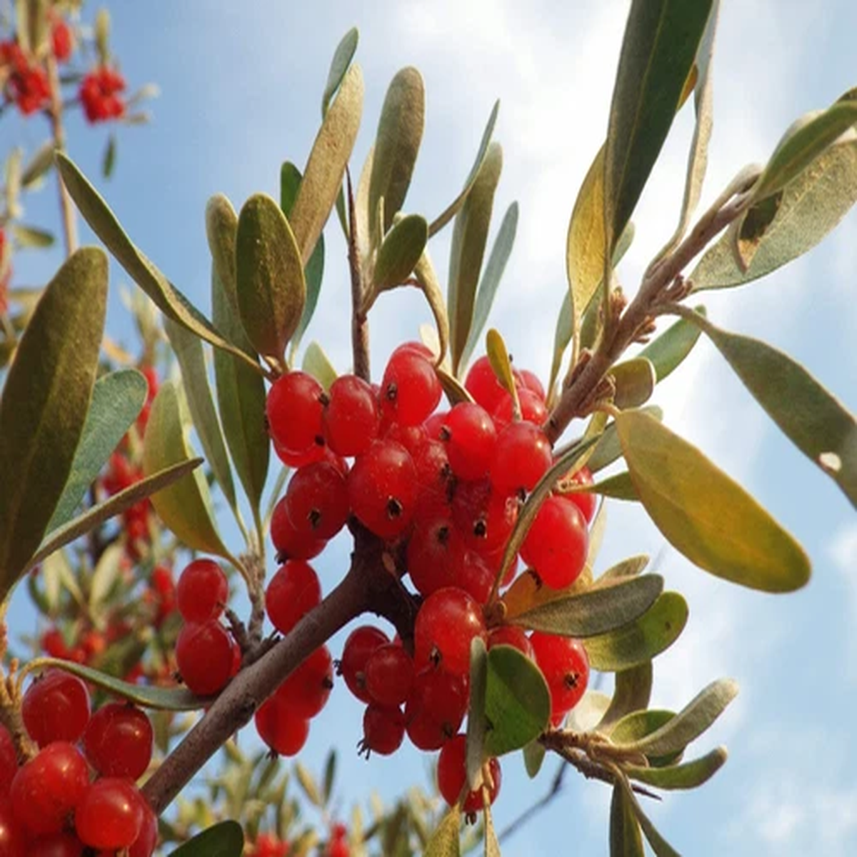 20 SILVER BUFFALOBERRY Shepherdia Argentea Red Fruit Native Bullberry Shrub Seed