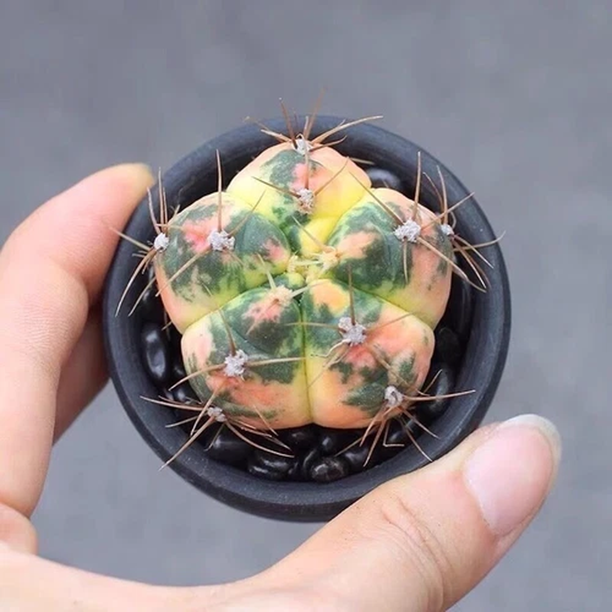 3CM Succulent Cactus Plant Gymnocalycium Denudarum Paraguayensis Variegata Plant