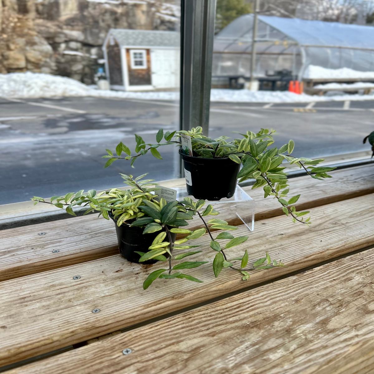 4" Bicolor Lipstick Plant