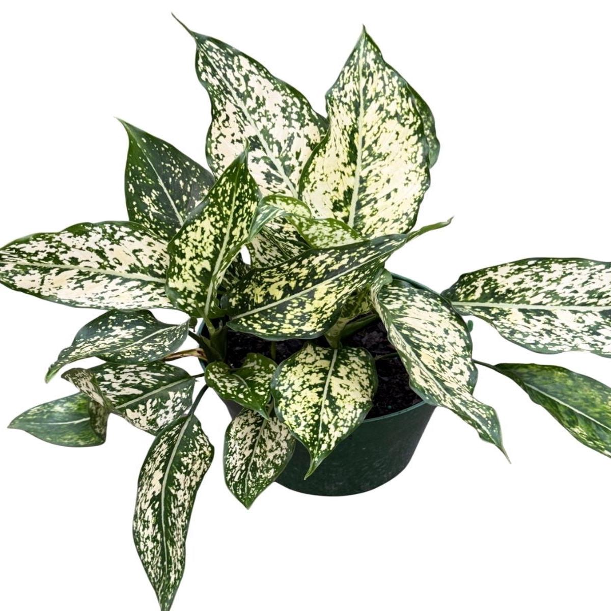 Aglaonema Wintry Winehouse 6''