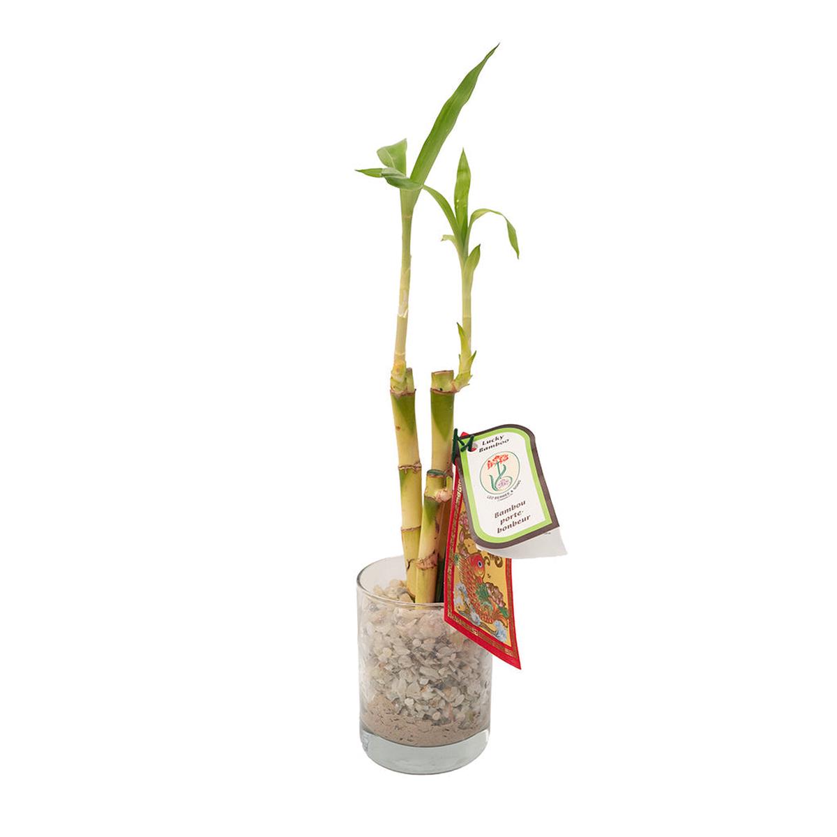 Bamboo 'Lucky' Stick Straight 6"