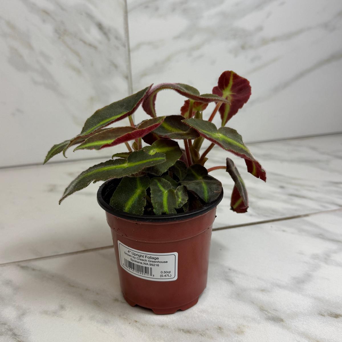 Begonia Angel Wing Listada, 4" Plant