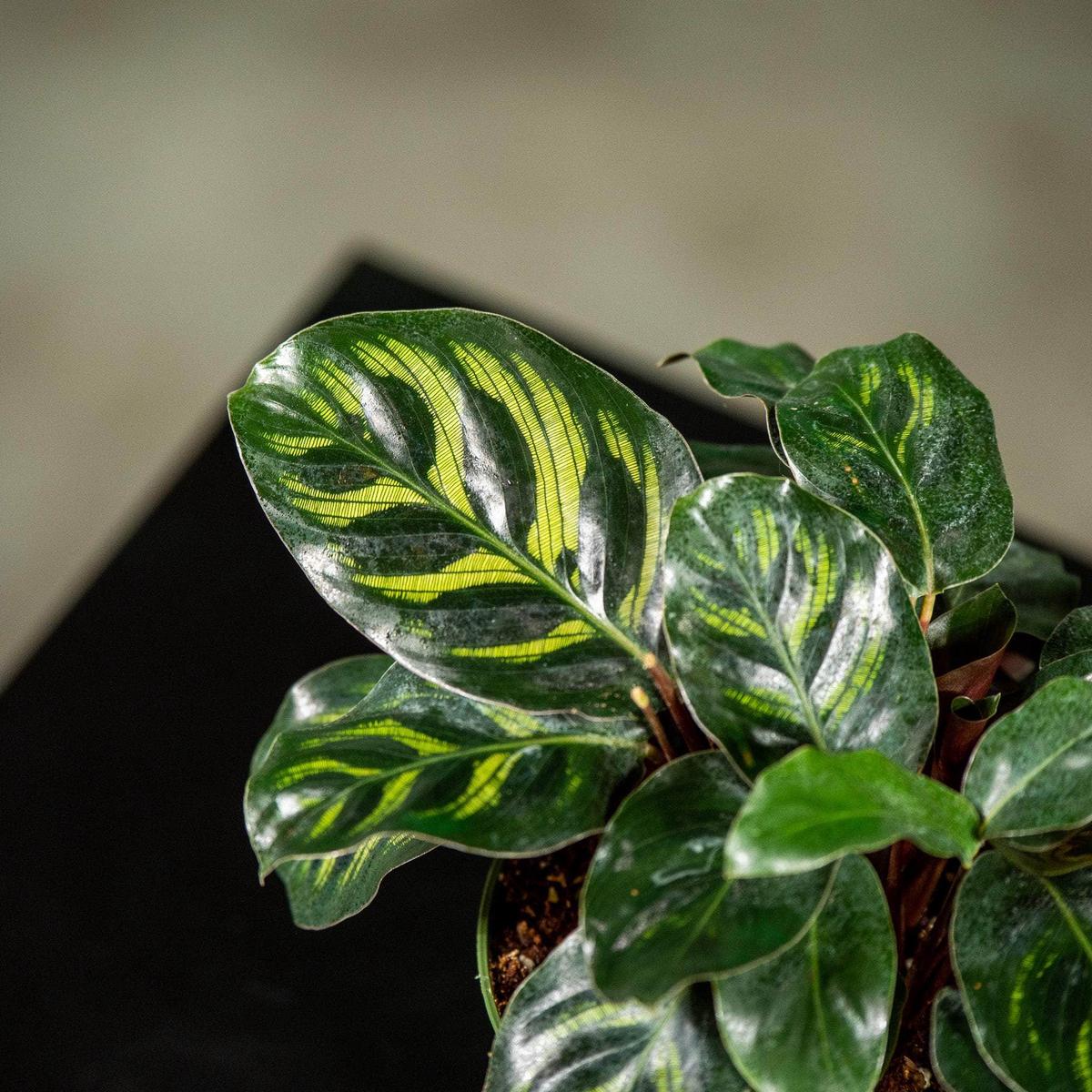 Calathea makoyana 'Mini Mak'