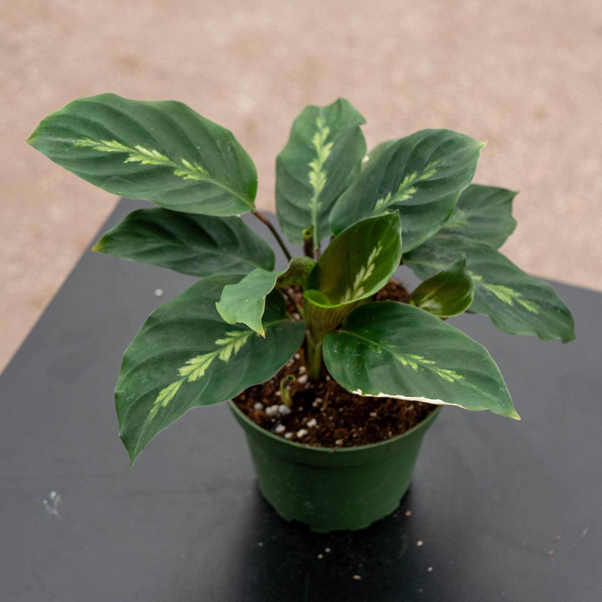 Calathea 'Maui Queen'