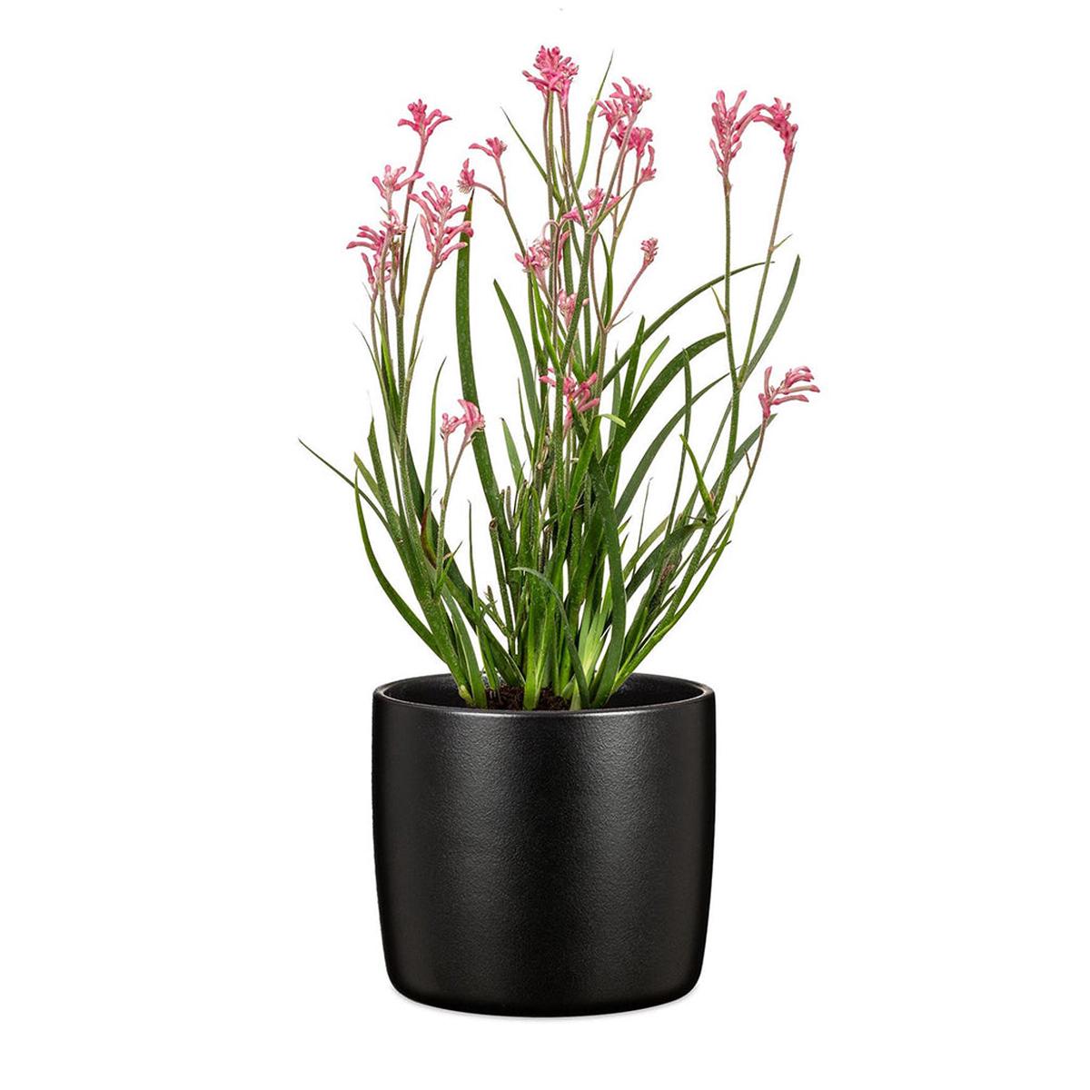 Ebano Black Pot