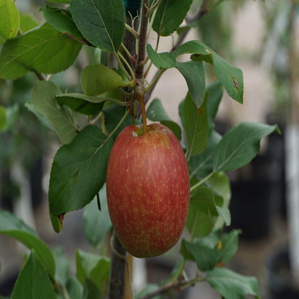 Gala Apple Semi-Dwarf Tree