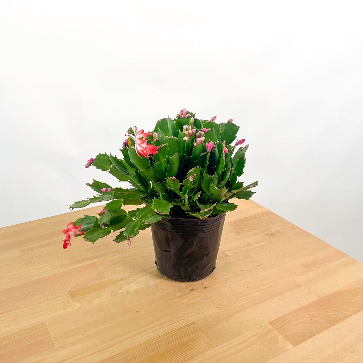 Holiday Cactus in Nursery Grow Pot (Random Colors)