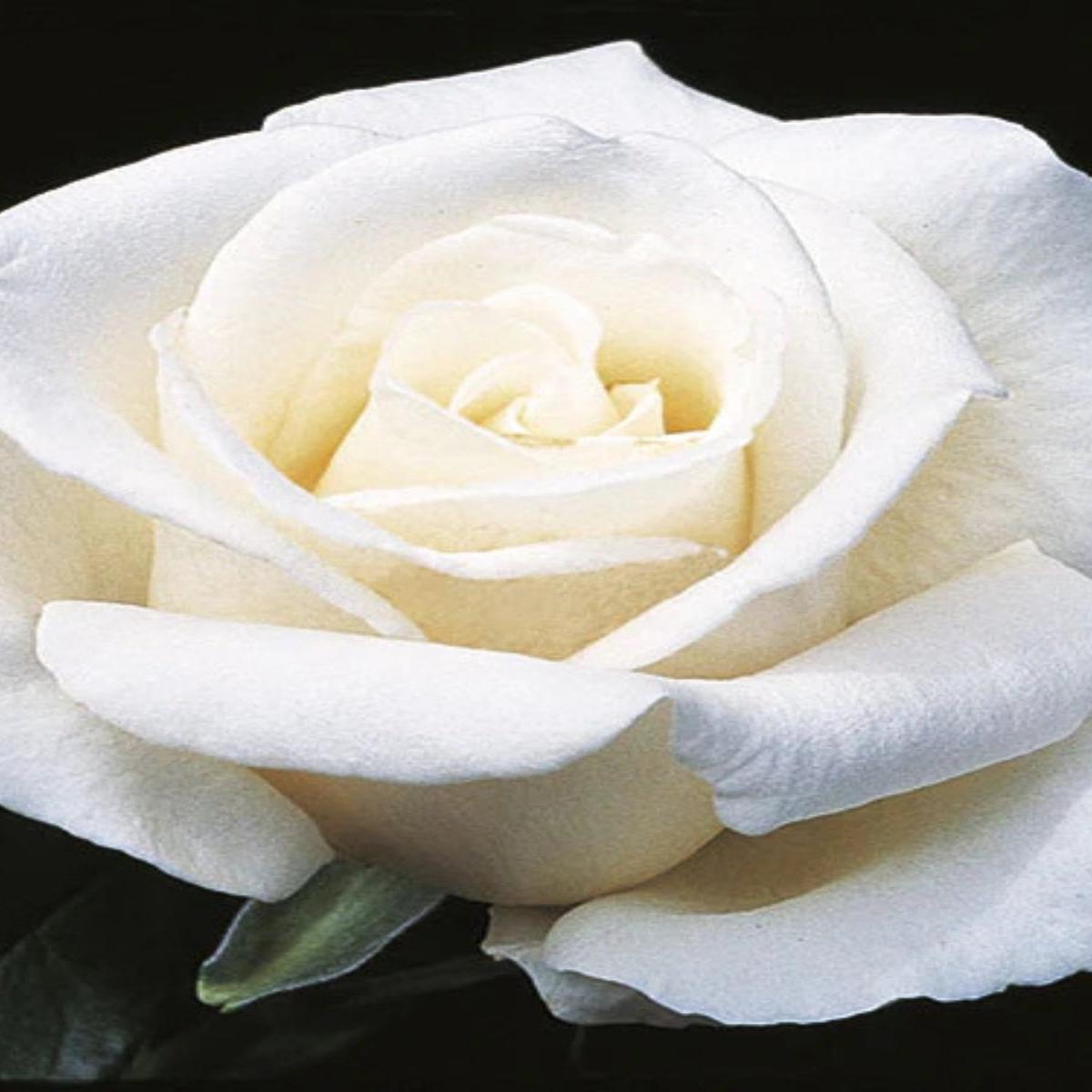 Hybrid Tea | Full Sail