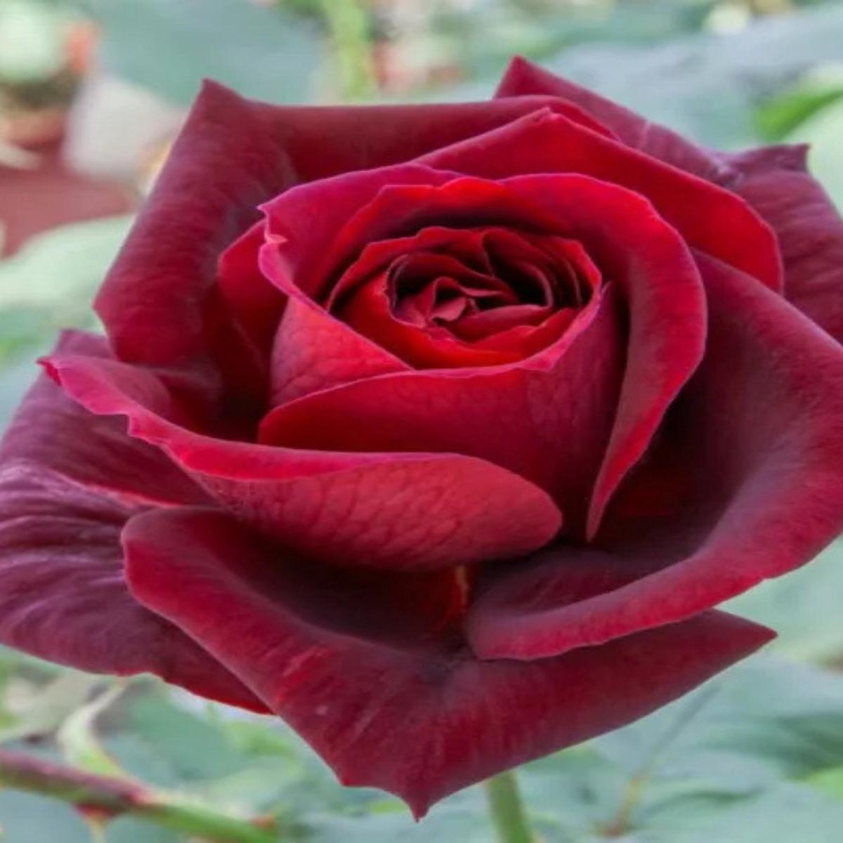 Hybrid Tea | Rose Papa Meilland