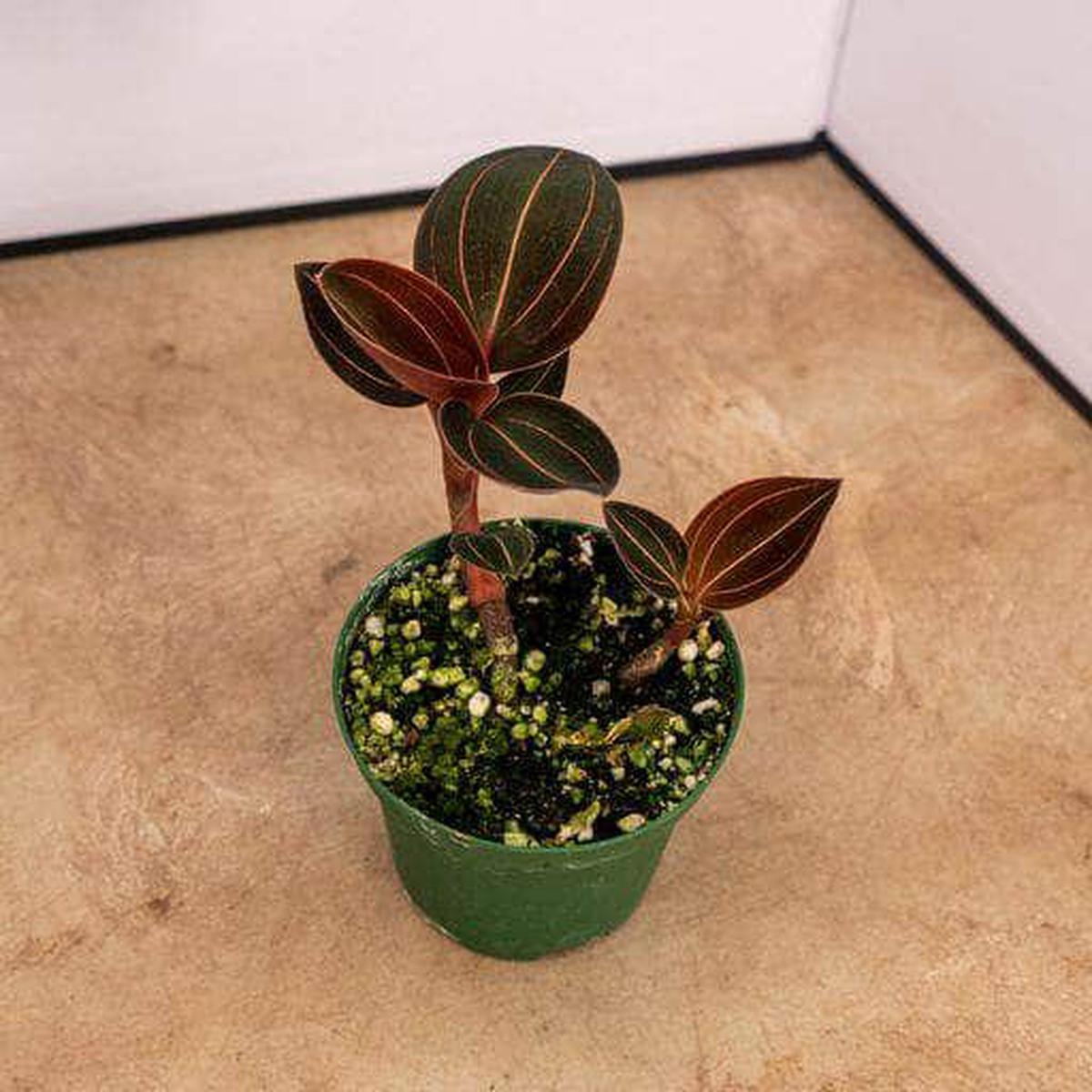 Orchid Ludochilus x 'Sea Turtle'