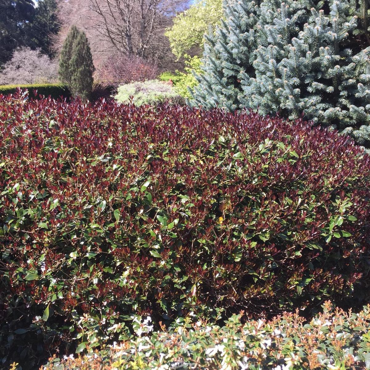 Osmanthus heterophyllus Purpureus