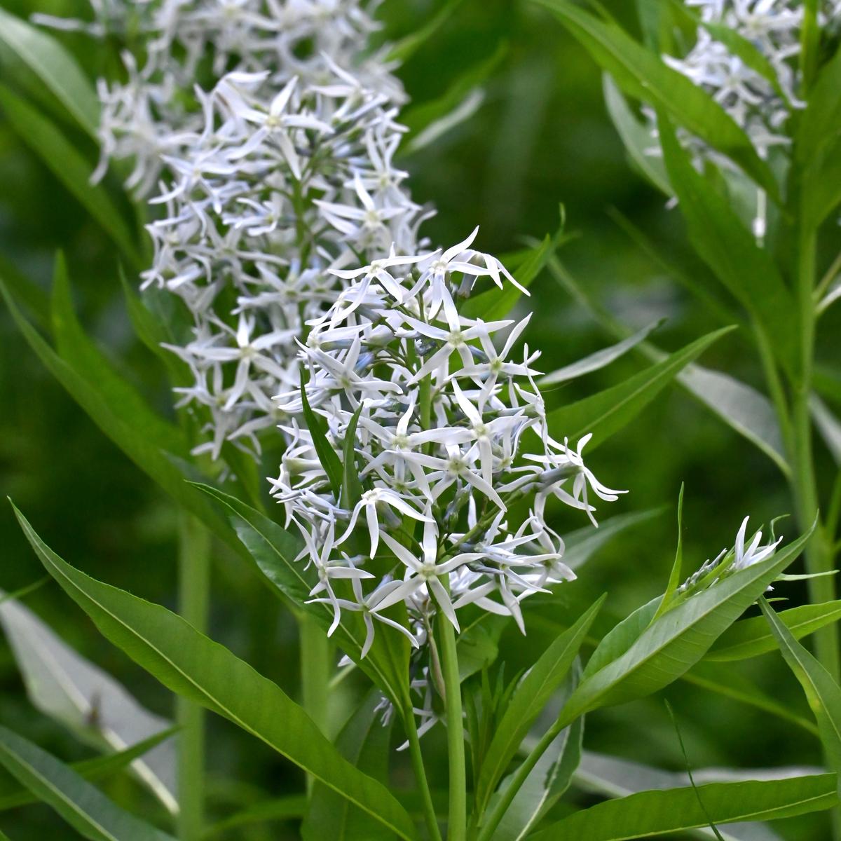 Ozark Bluestar (Amsonia illustris)