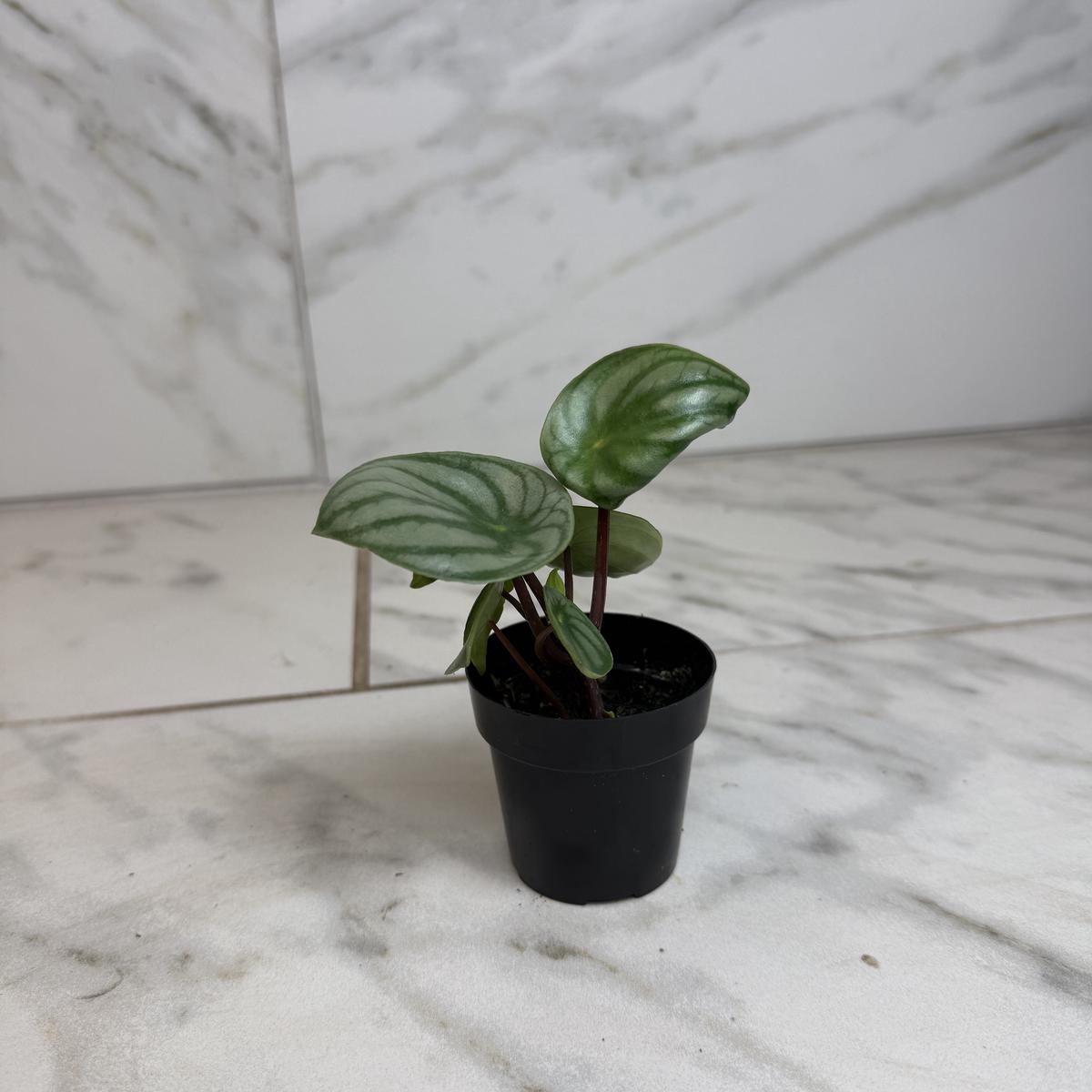 Peperomia Watermelon, 2" Plant