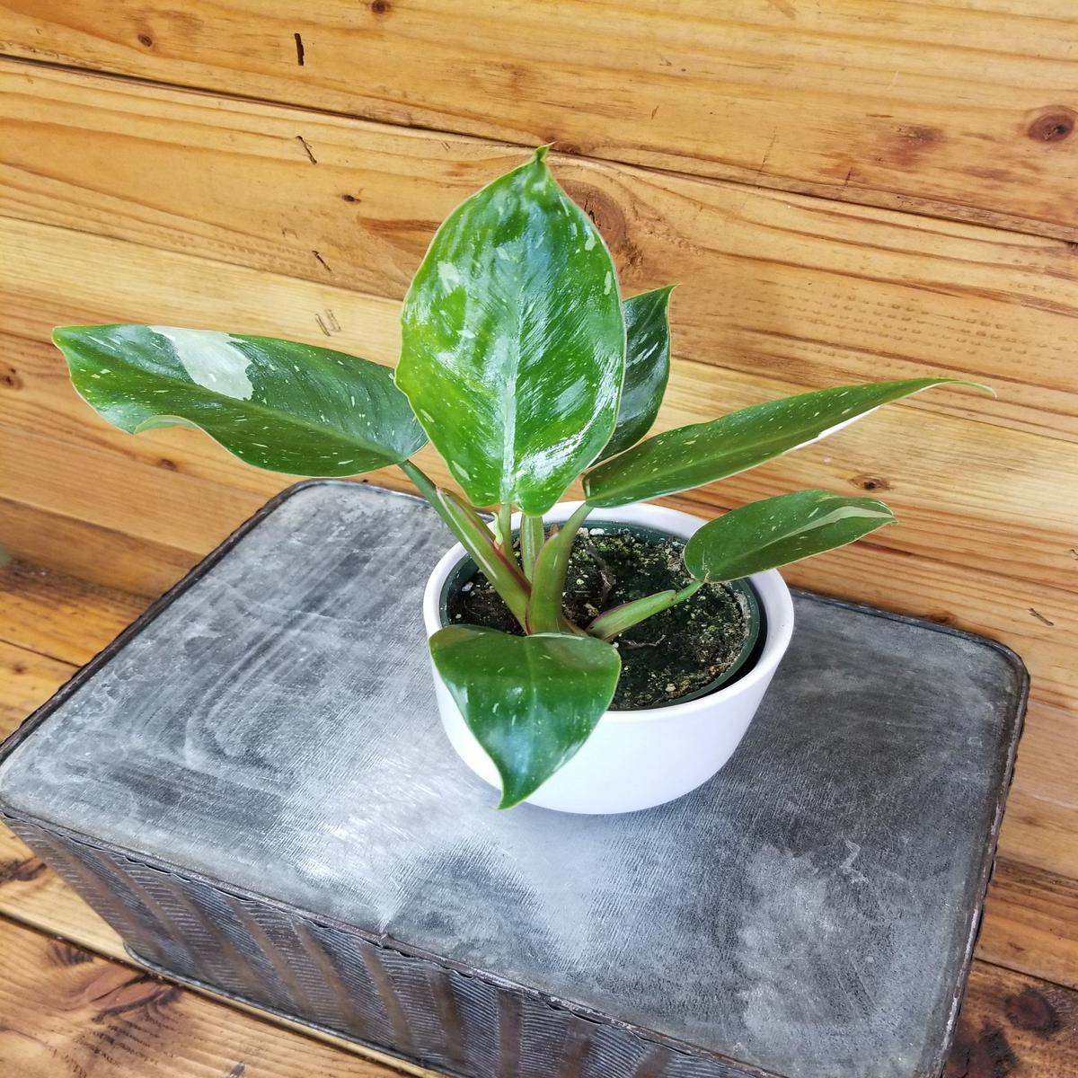 Philodendron White Princess, 4" Plant