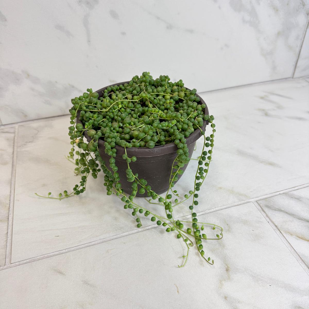 Rowleyanus String of Pearls, 6" Plant