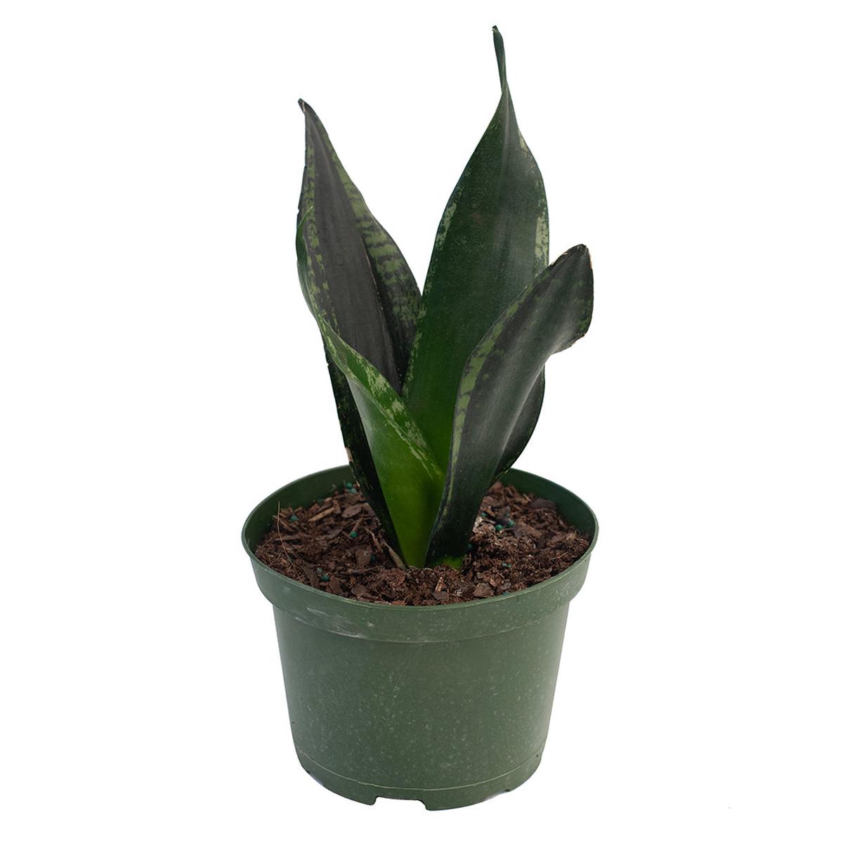 Sansevieria/Snake Plant Whitney 6"