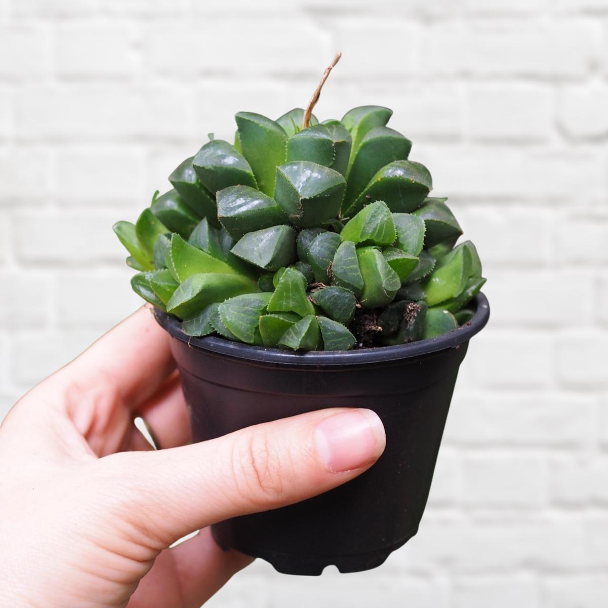 Star Window Haworthia