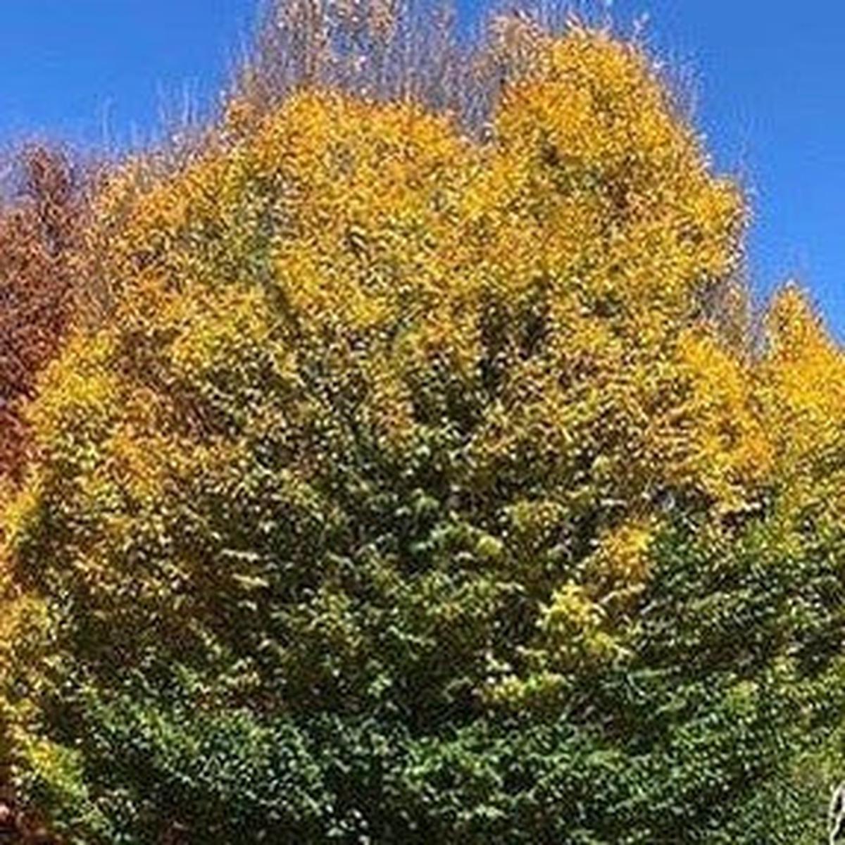 Carpinus betulus Fastigiata