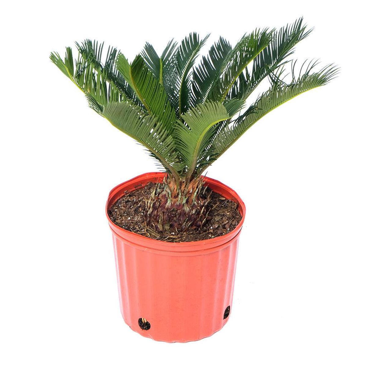 Cycas/Sago Palm 10"