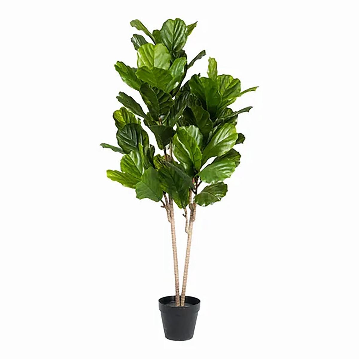 Fidle Leaf Tree 5ft Everlasting