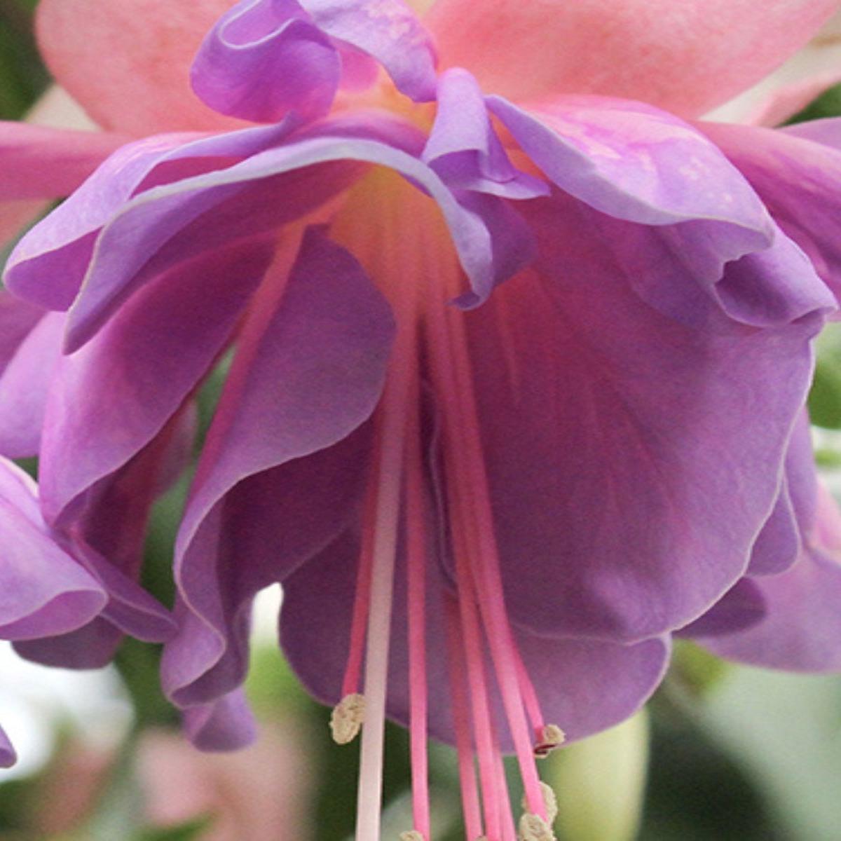 Fuchsia Basket | Lisa