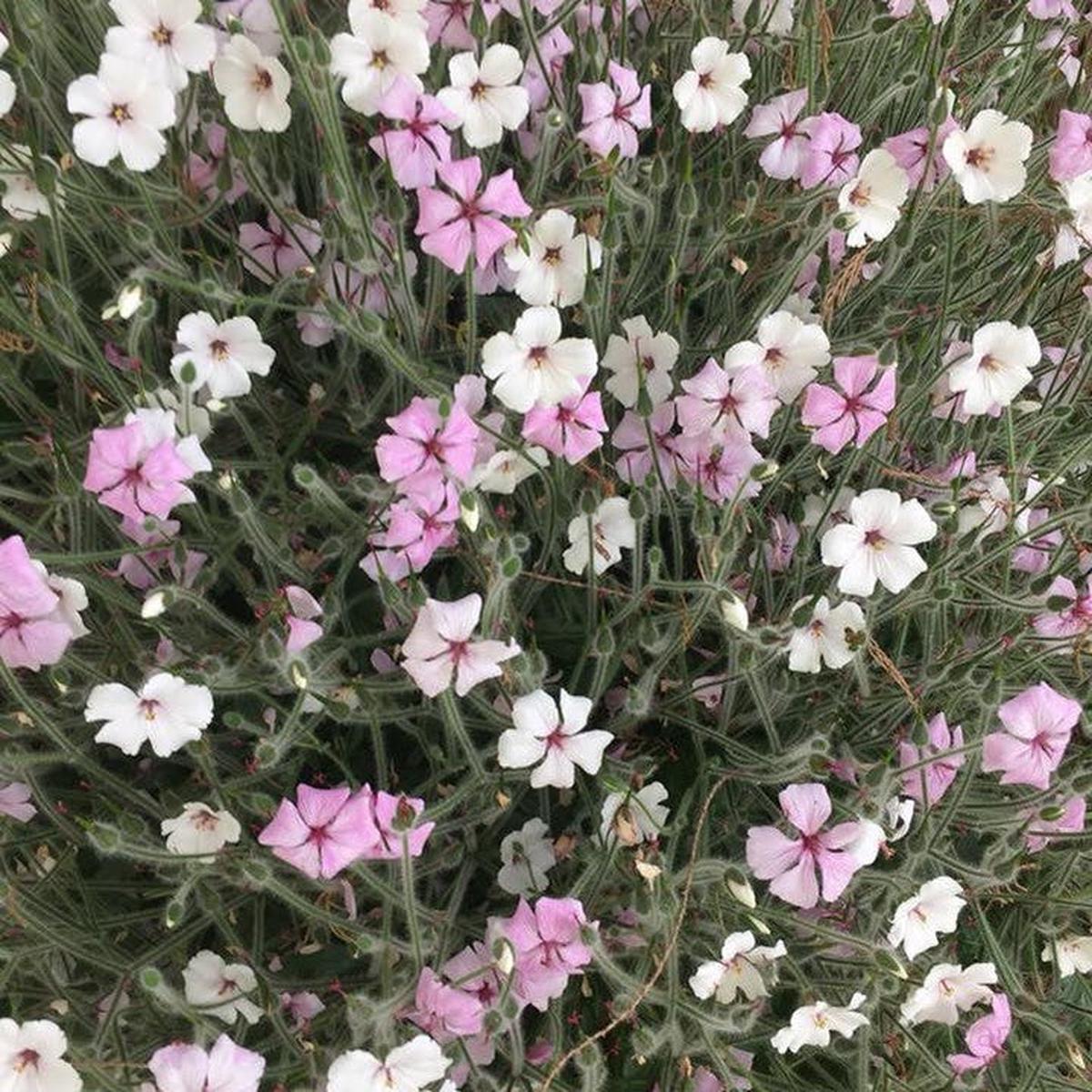 Geranium maderense white flower