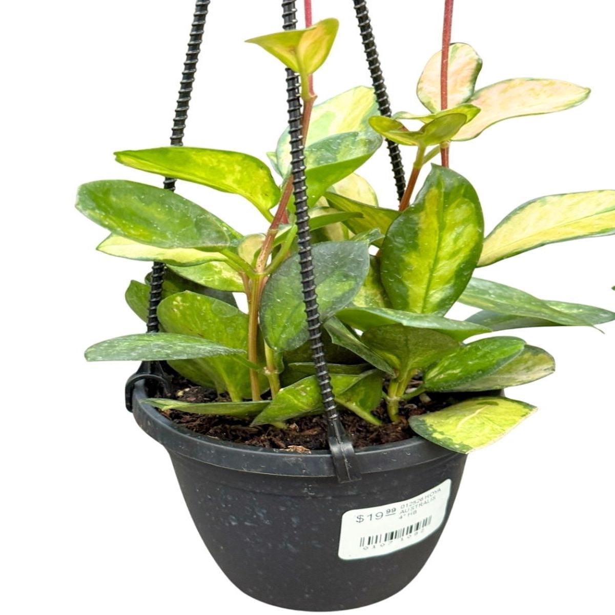 Hanging Basket | Hoya Australis 4''