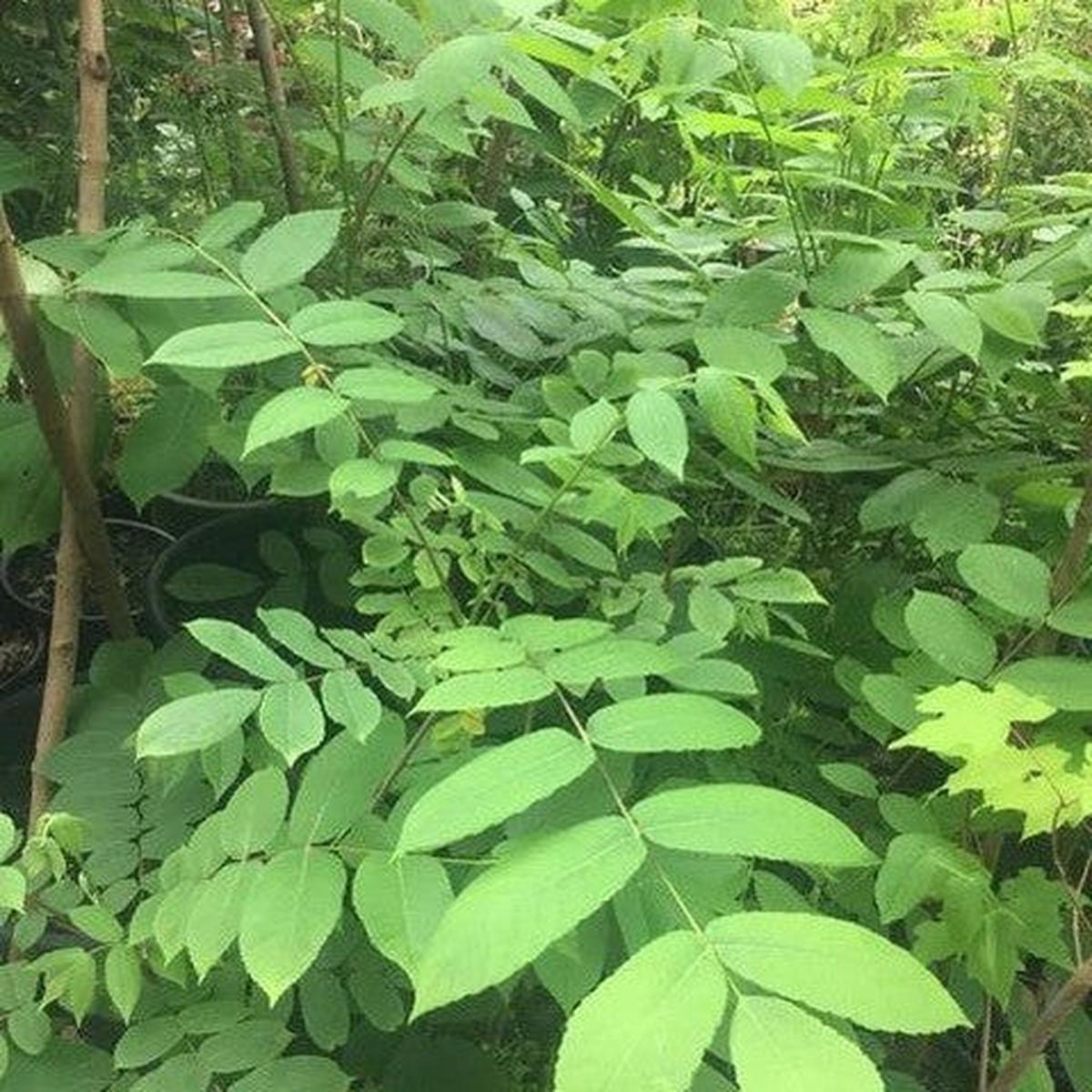 Juglans ailantifolia
