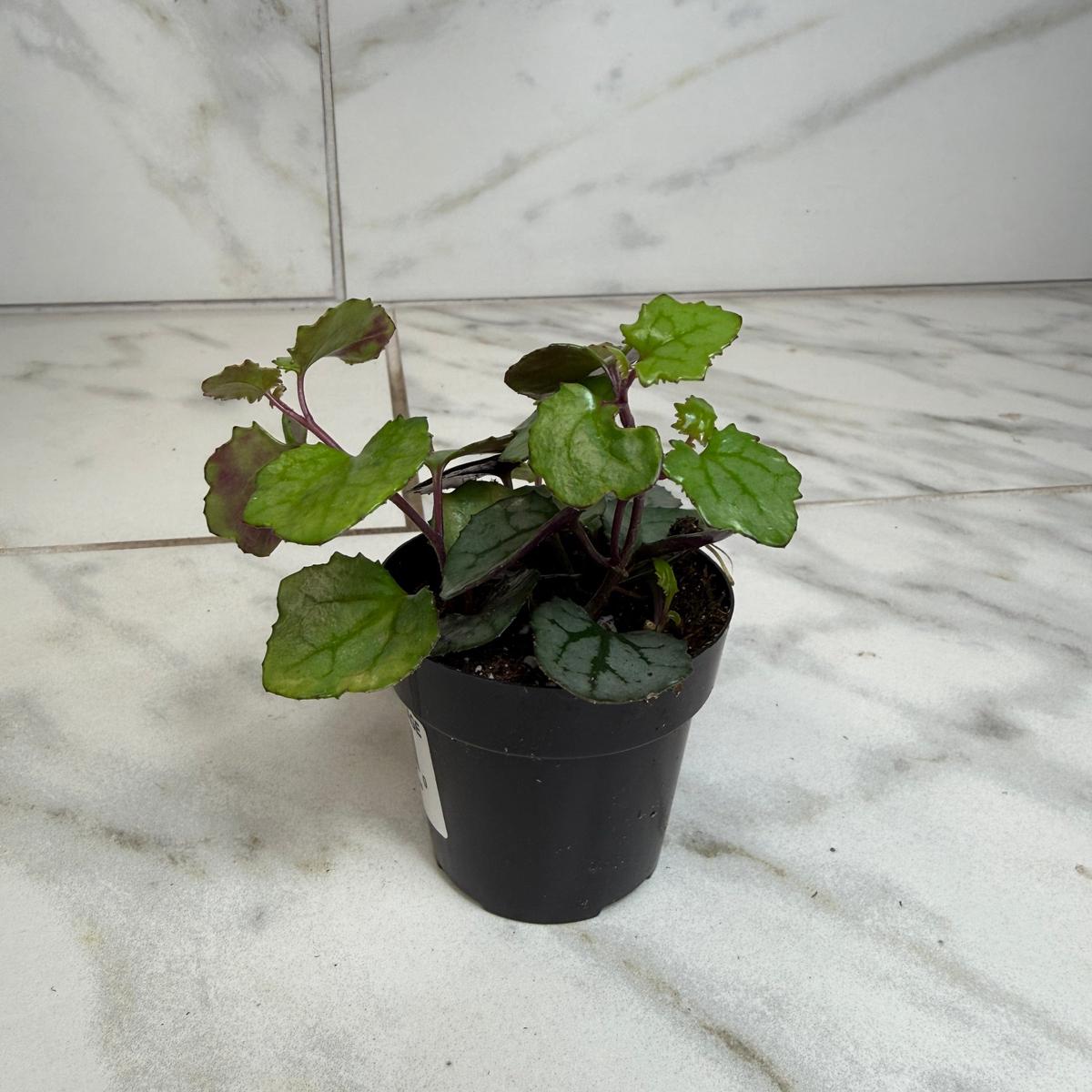 Mikanoides, 2" plant