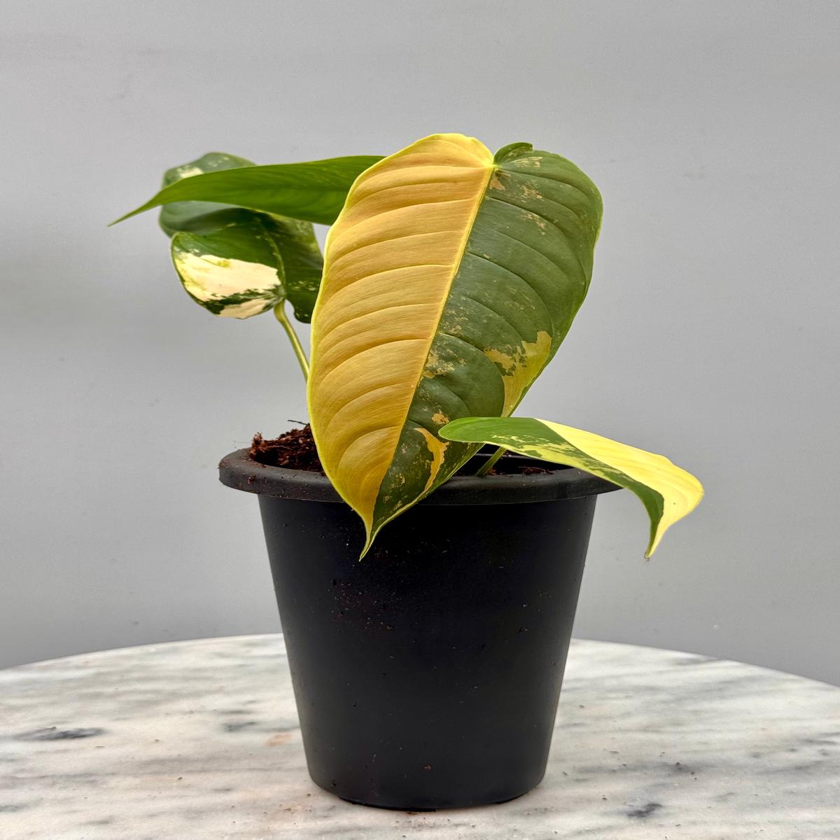 Philodendron sharoniae Mosquera Variegata Half Moon