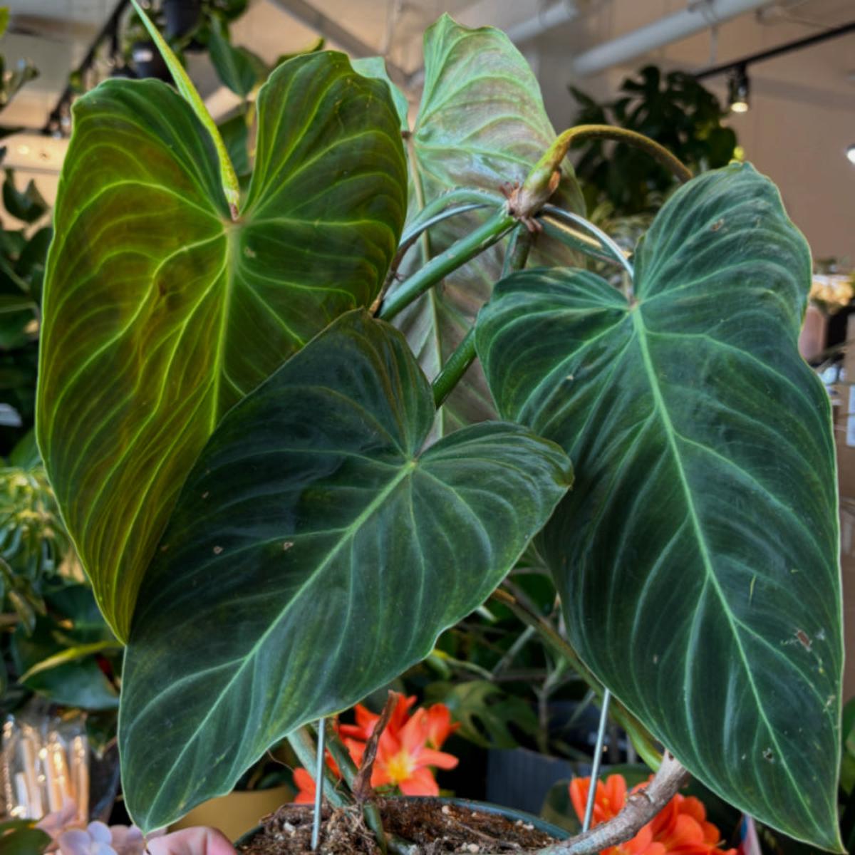 Philodendron Verrucosum x Melanochrysum