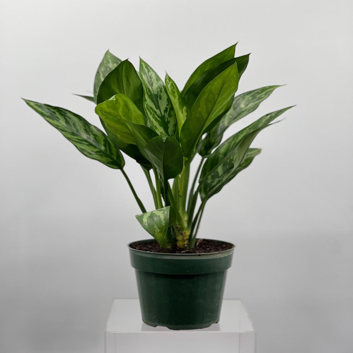 6" Chinese Evergreen Tigress
