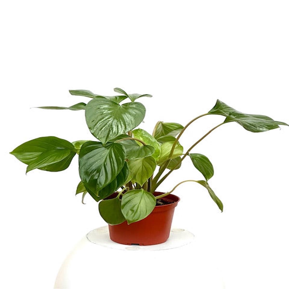 6" Homalomena