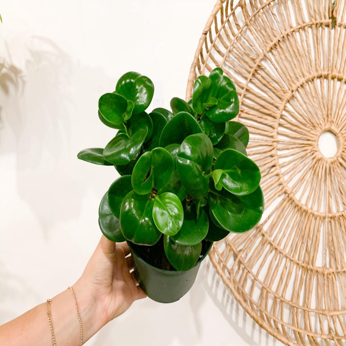 6" Peperomia Obtusifolia 'Green'